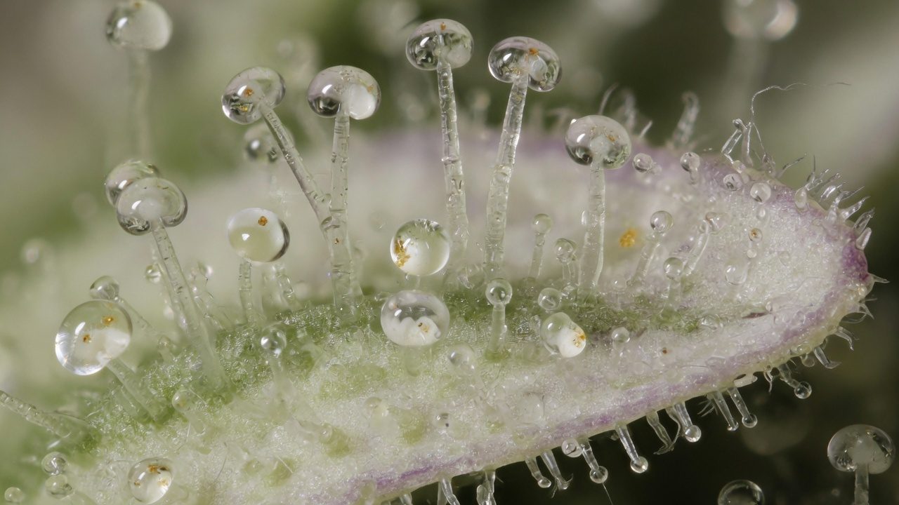 Macro photo of clear stalked trichomes covering a cannabis bract