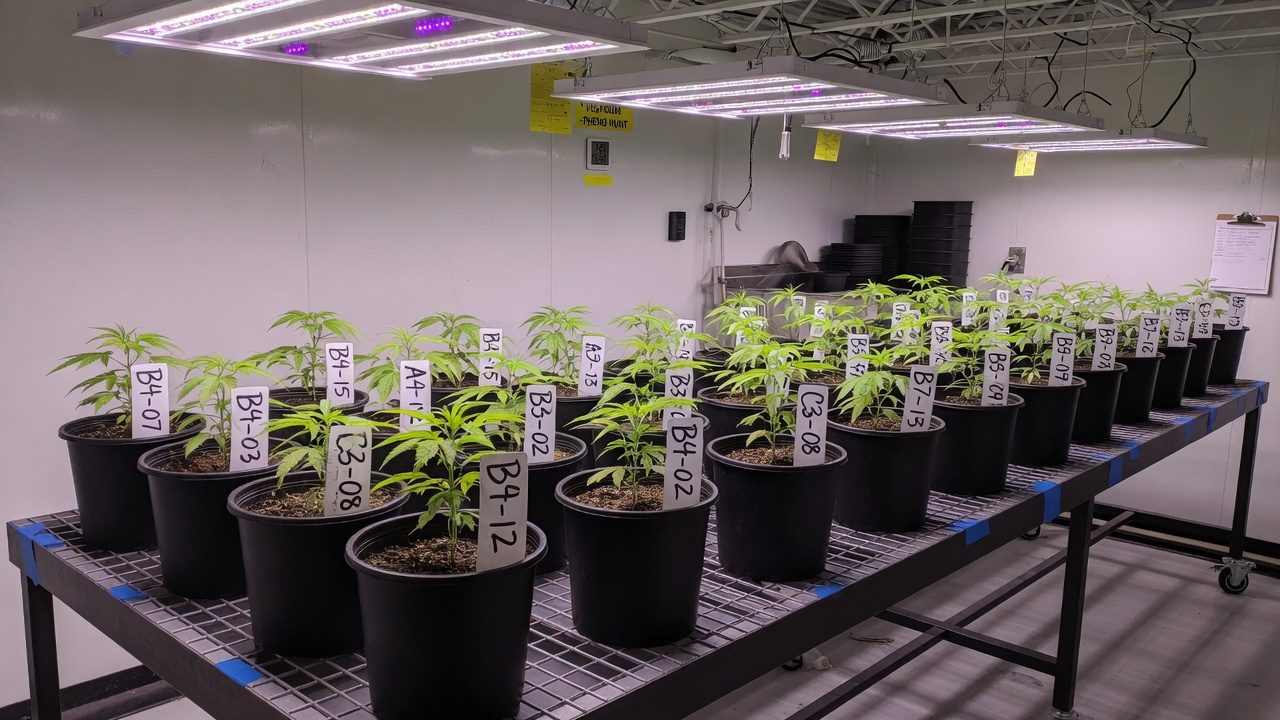 Rows of tagged young cannabis plants in identical pots under LED light