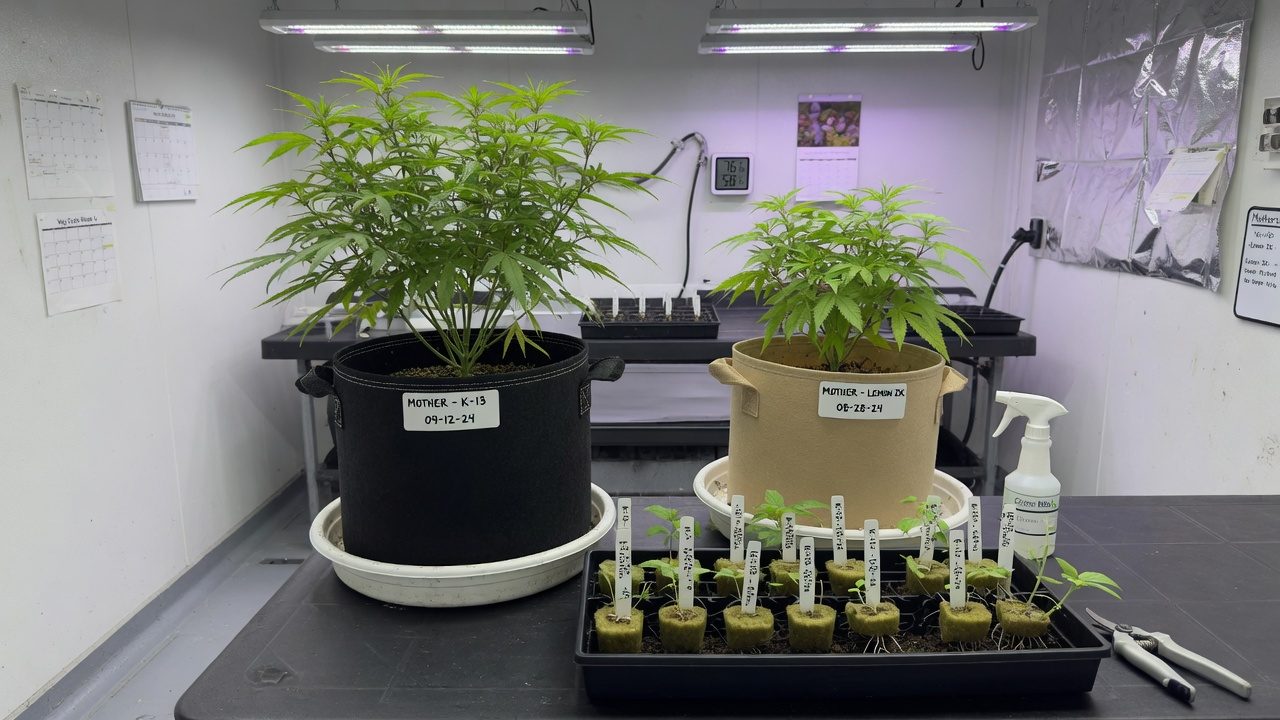Two labelled cannabis mother plants with a tray of rooted cuttings in front