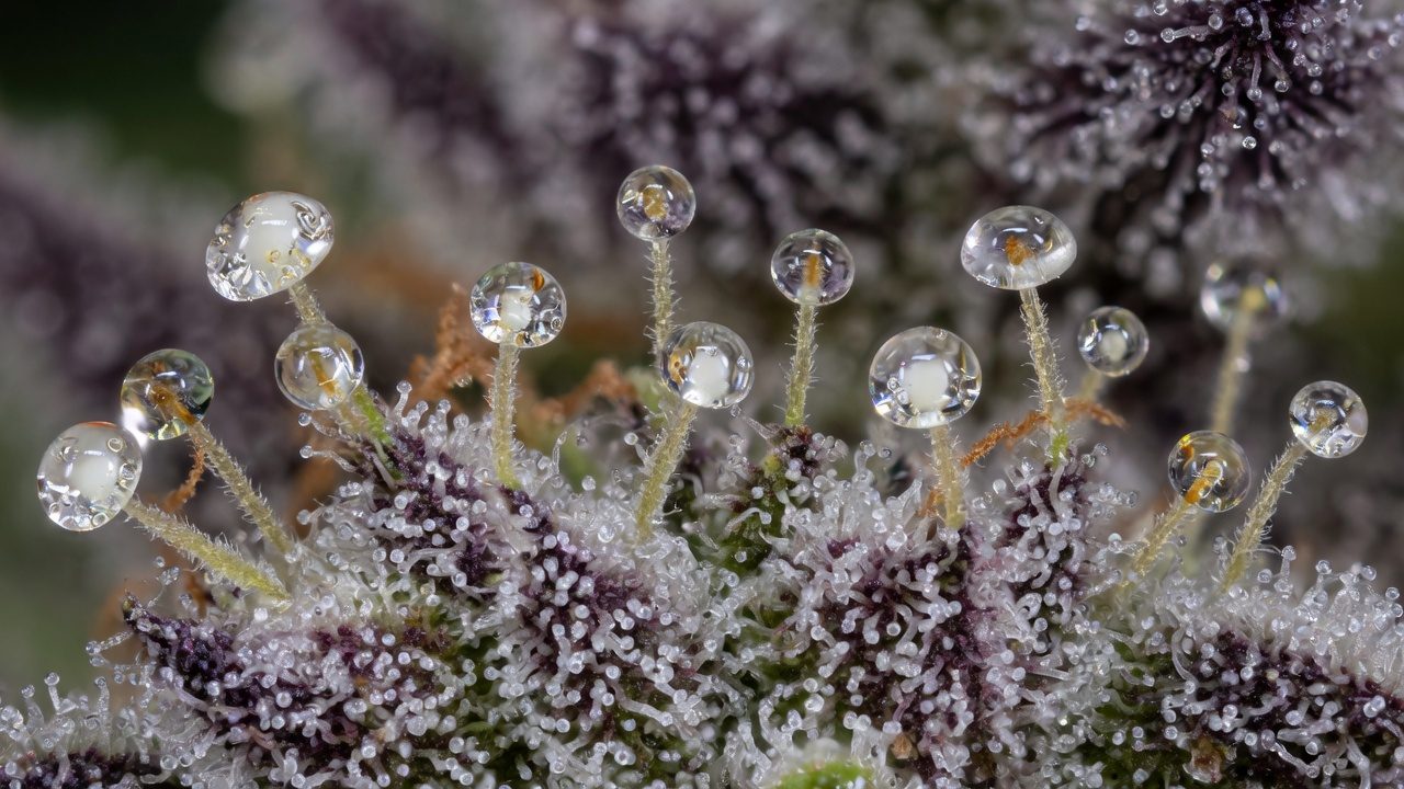 Macro of cannabis bud covered in trichomes