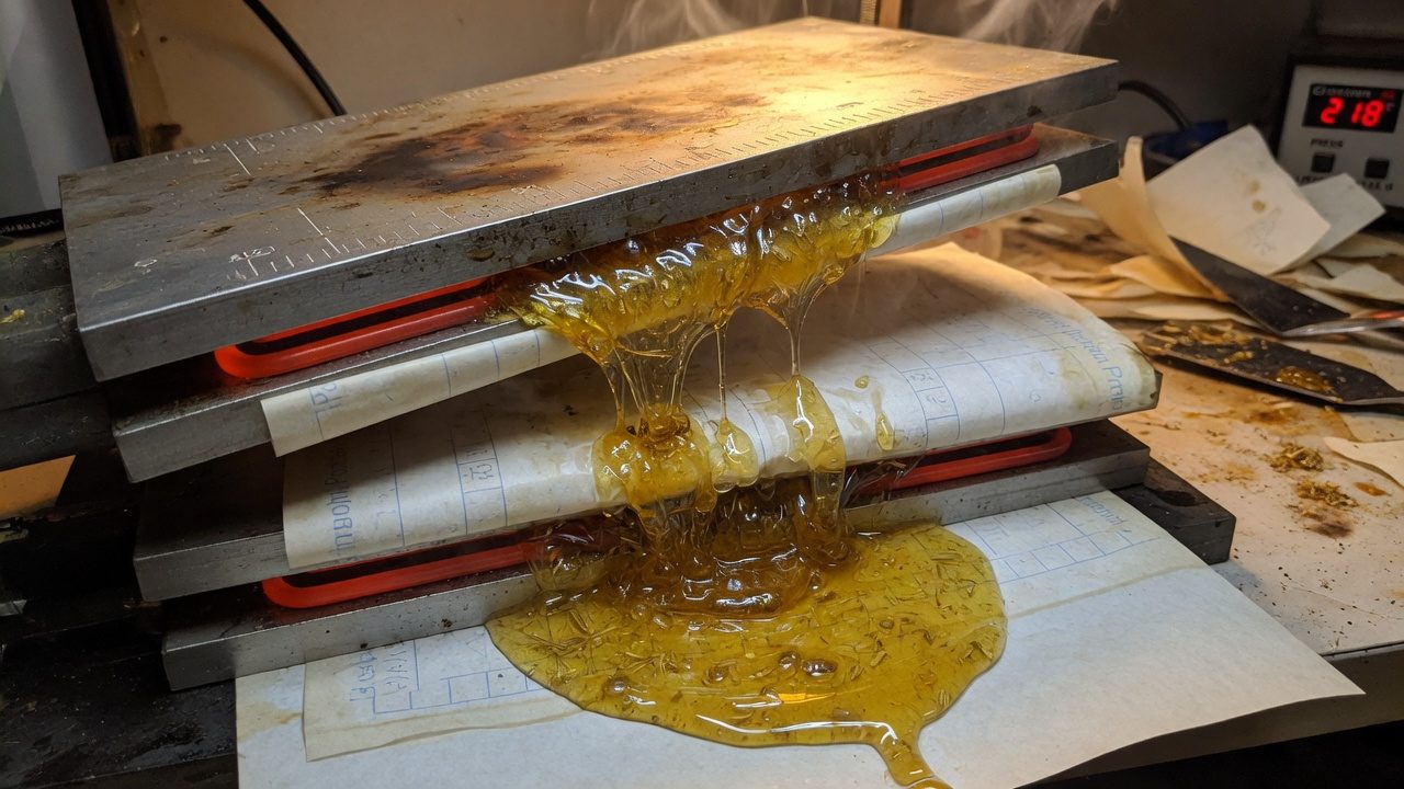 Golden rosin flowing from a press onto parchment