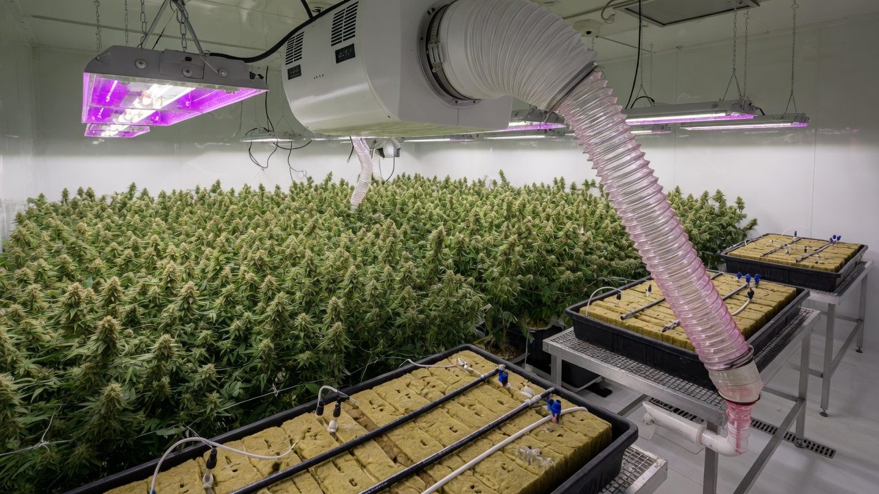 Ceiling-mounted dehumidifier with plumbed condensate drain above a flowering cannabis canopy