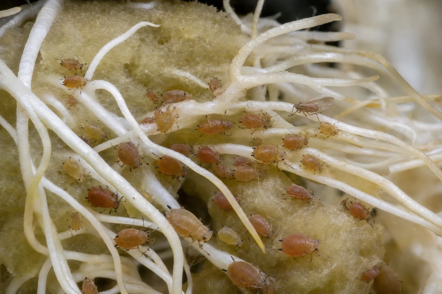 AI-generated educational reconstruction of rice root aphids colonising cannabis roots