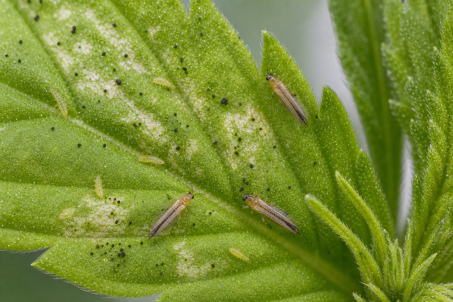 AI-generated educational reconstruction of thrips and feeding injury on cannabis