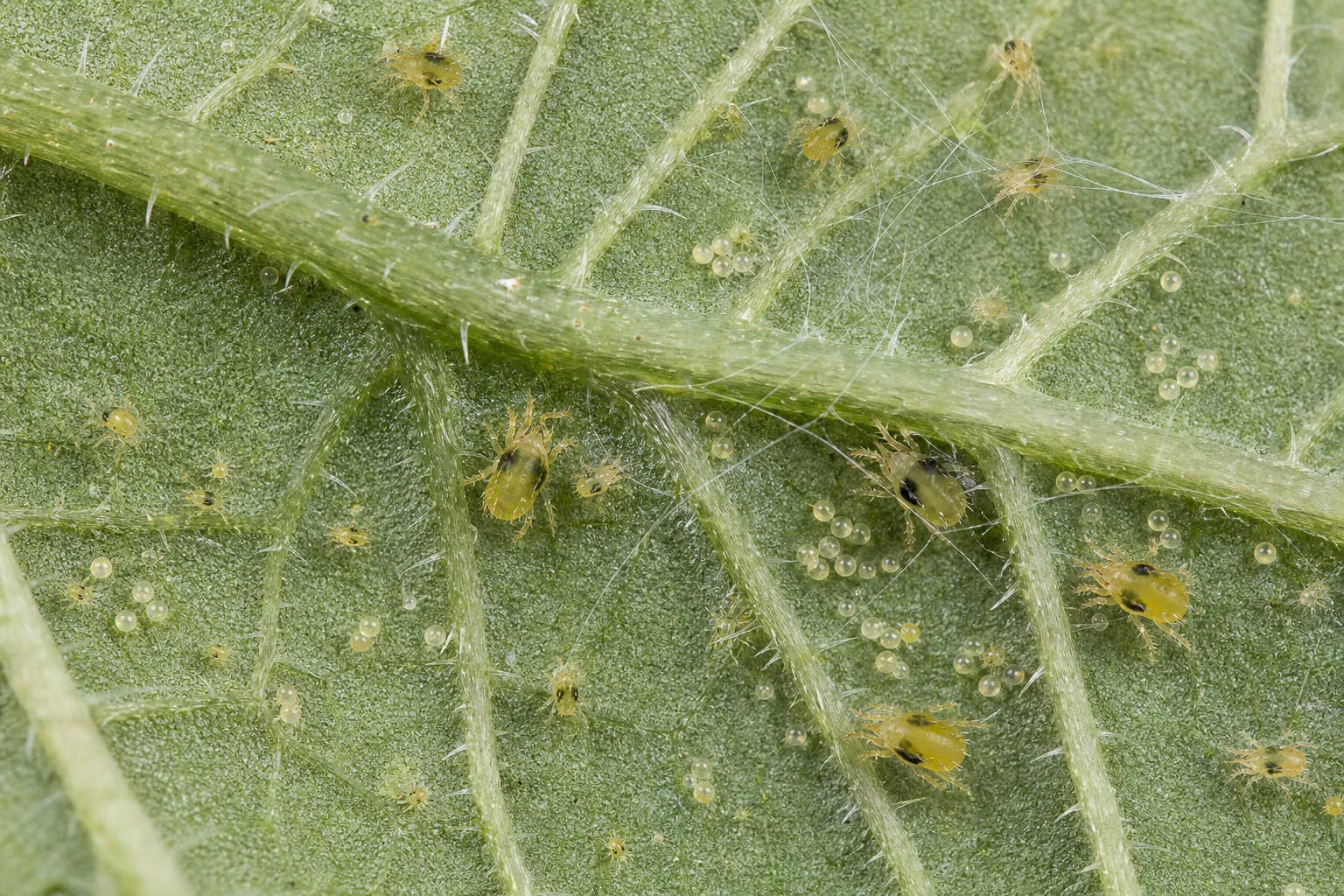 AI-generated educational reconstruction of two-spotted spider mites, eggs and webbing on cannabis