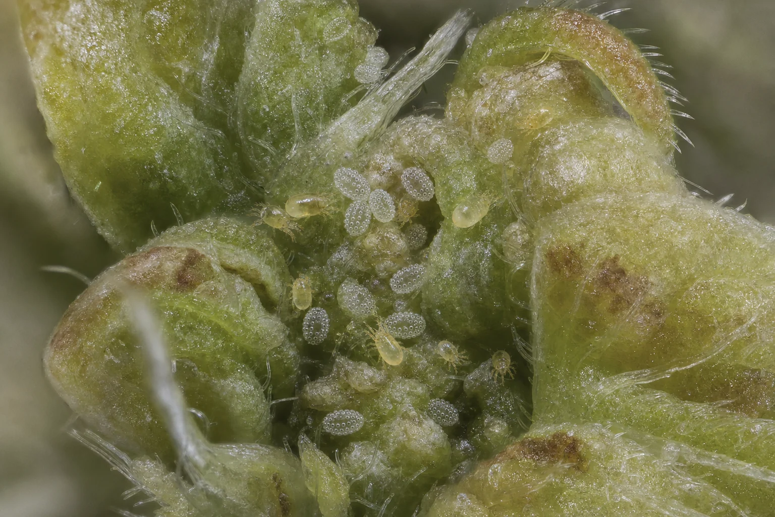 AI-generated educational reconstruction of broad mites and ridged eggs on cannabis meristem