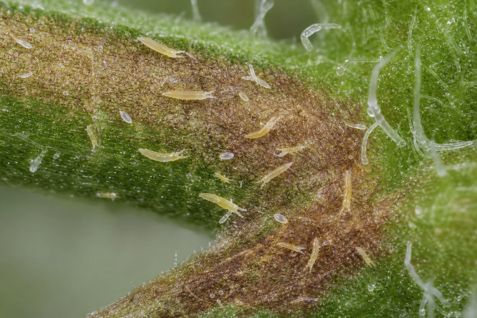 AI-generated high-magnification educational reconstruction of hemp russet mites on cannabis