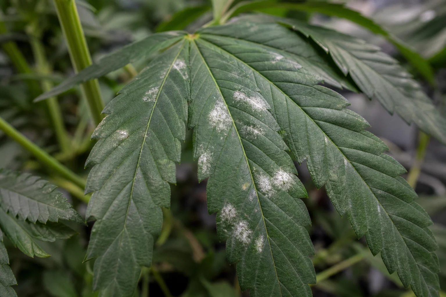 AI-generated educational reconstruction of early powdery mildew colonies on cannabis leaf