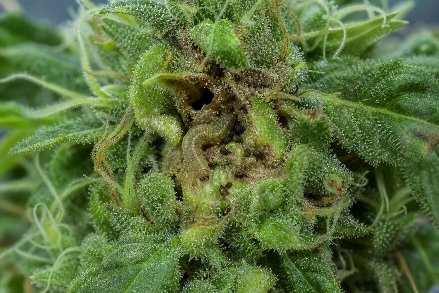 AI-generated educational reconstruction of caterpillar damage and frass inside a cannabis flower