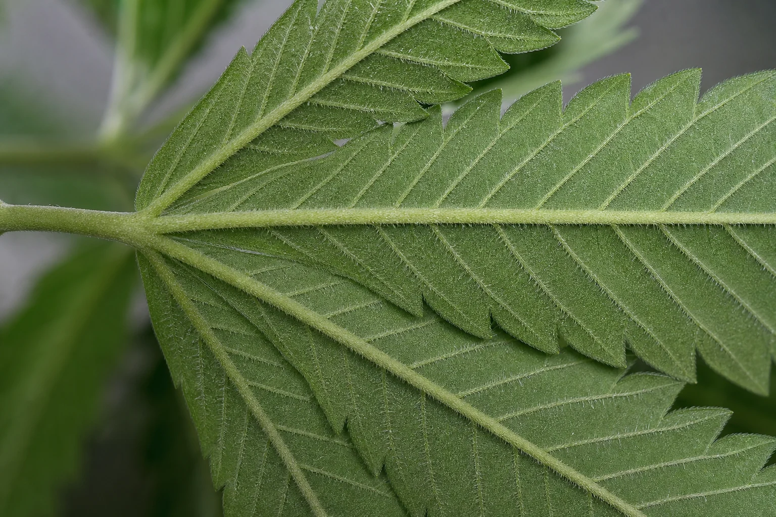 Healthy leaf underside