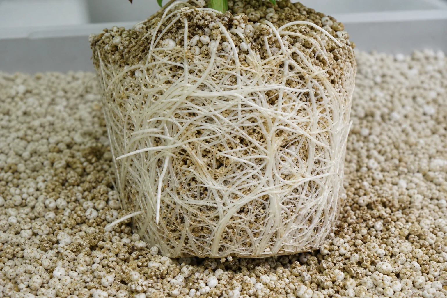 Healthy white roots