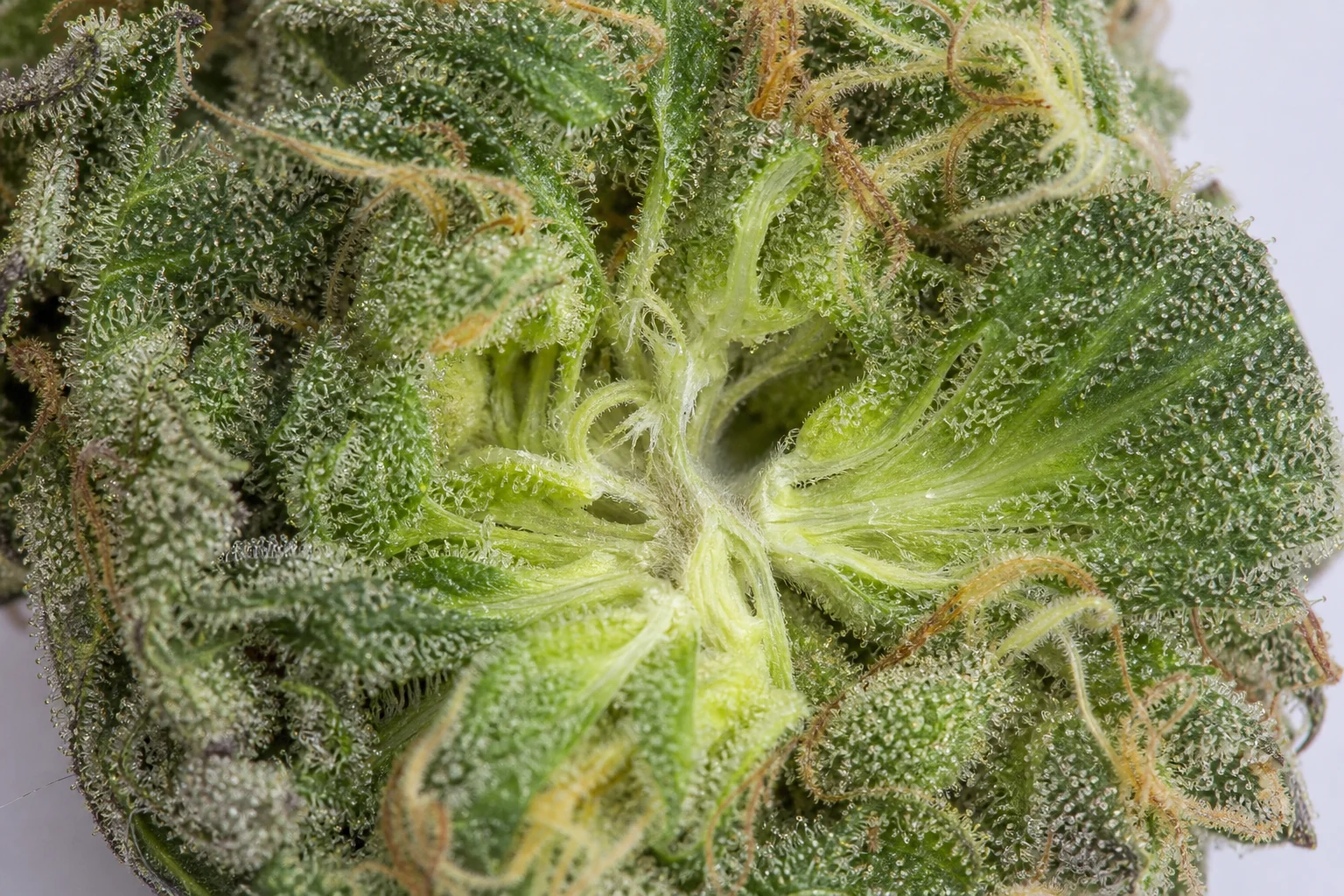 Healthy flower interior