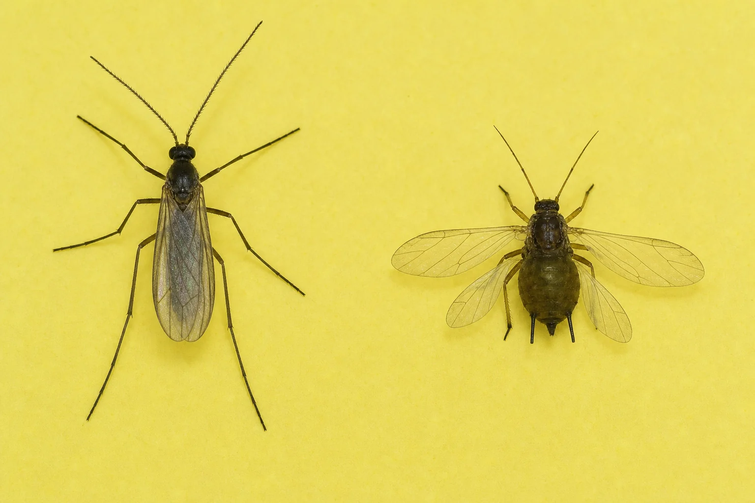 Fungus gnat vs winged root aphid