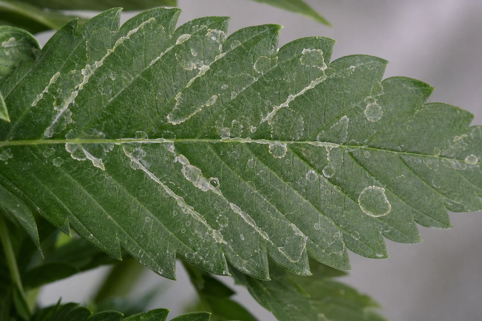 Dried foliar residue, not mildew