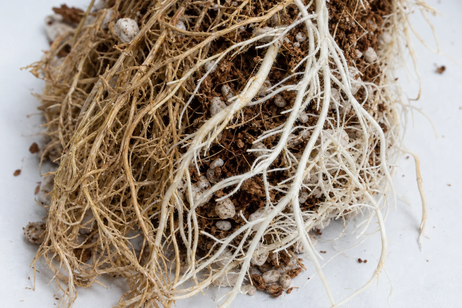 Abiotic root stress, not a diagnosis