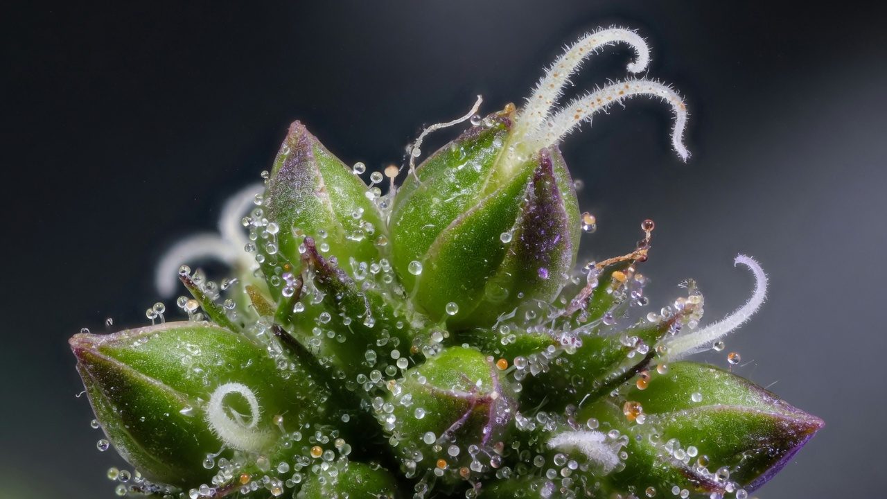 Macro photo of cannabis bracts with white stigmas