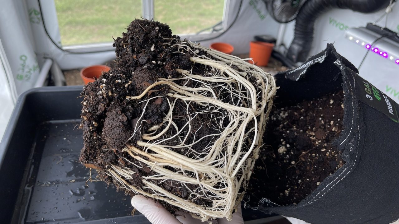 Healthy white cannabis roots around coco coir substrate