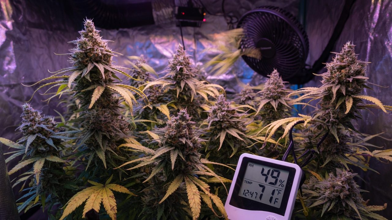 Ripening cannabis room with fading leaves and a hygrometer showing humidity control