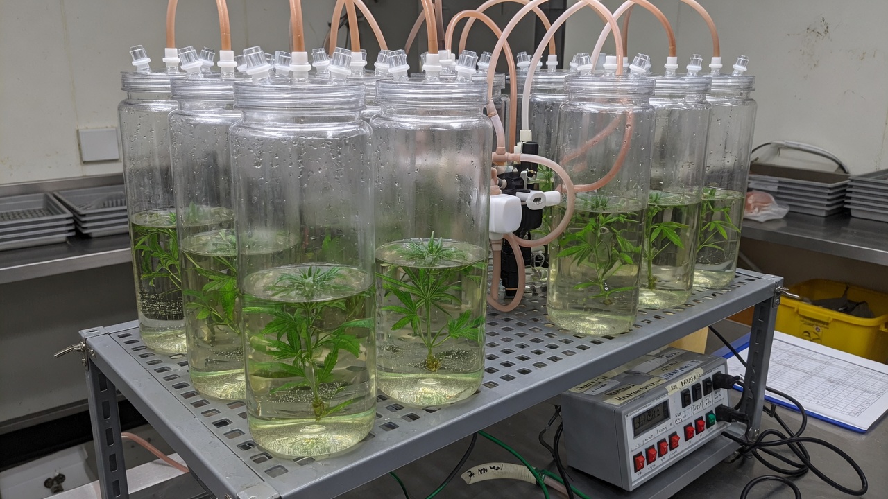 Temporary-immersion bottles with cannabis shoots