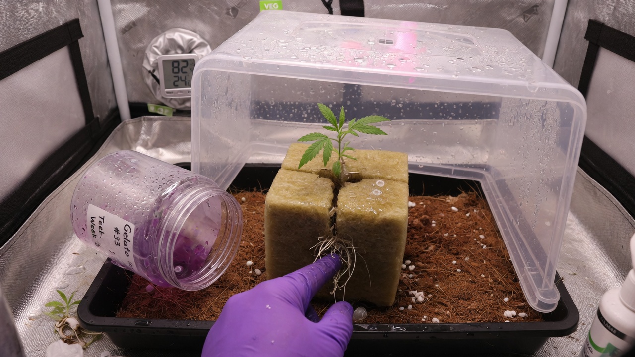 TC plantlet hardening under humidity dome