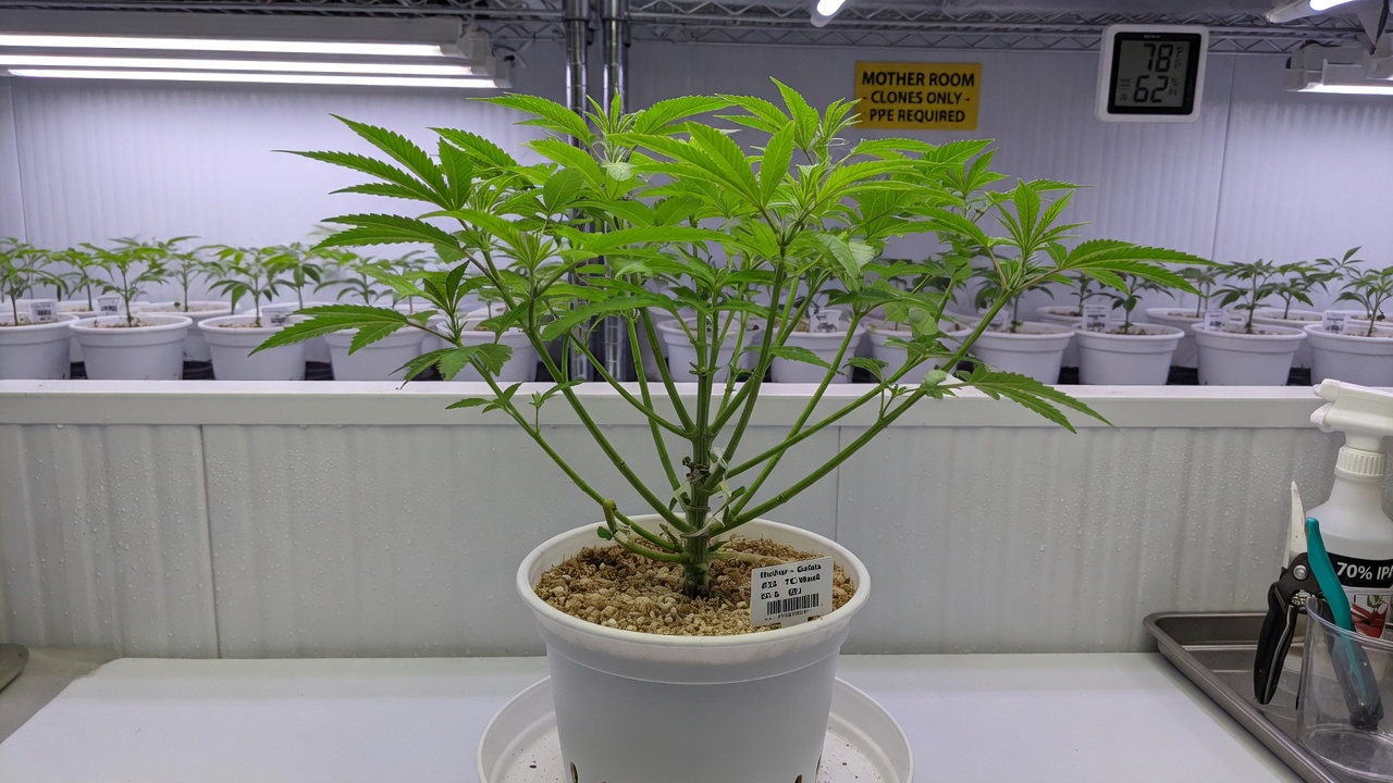 Young clean cannabis mother from tissue culture