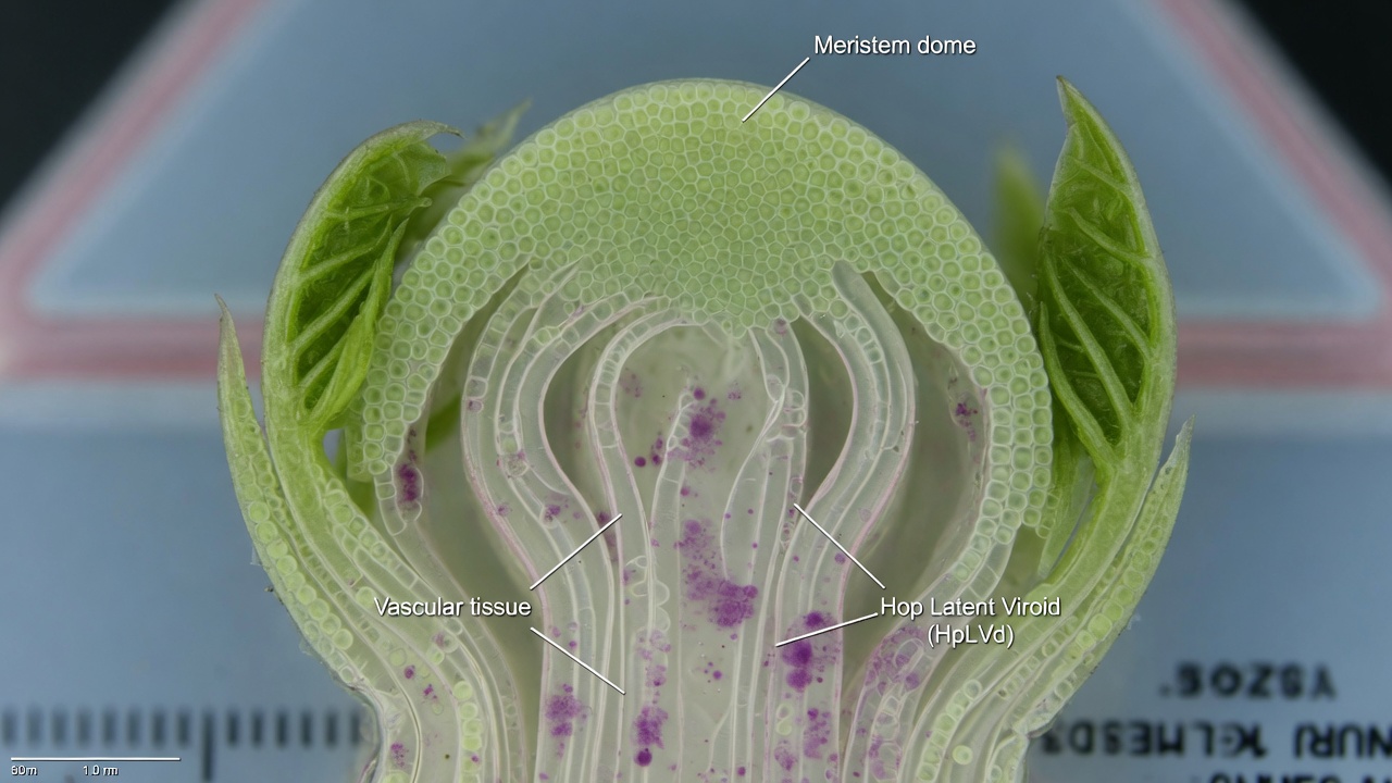 Annotated meristem cutaway with HpLVd