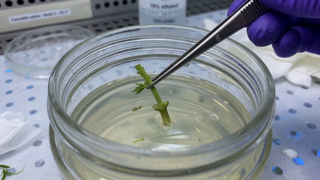 Placing explant on agar in culture jar
