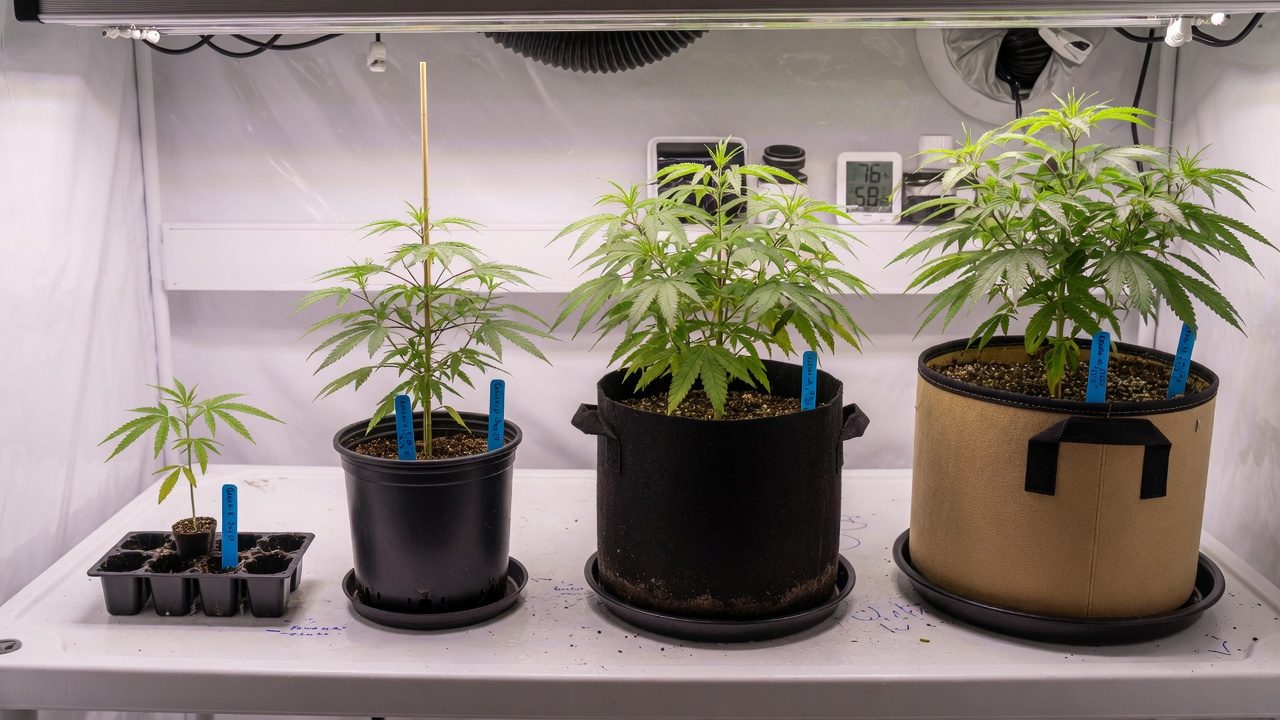 Row of increasingly larger pots with cannabis plants at progressive growth stages