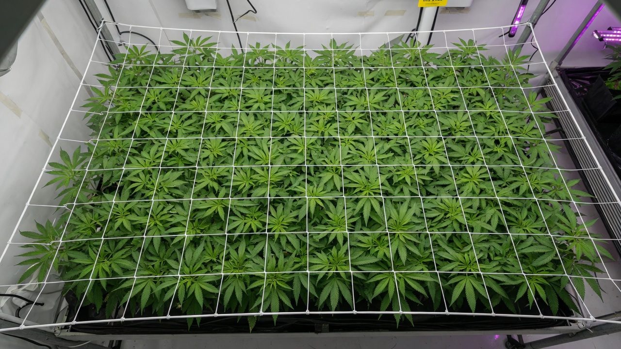 Trellis netting installed over a level cannabis canopy in vegetative growth